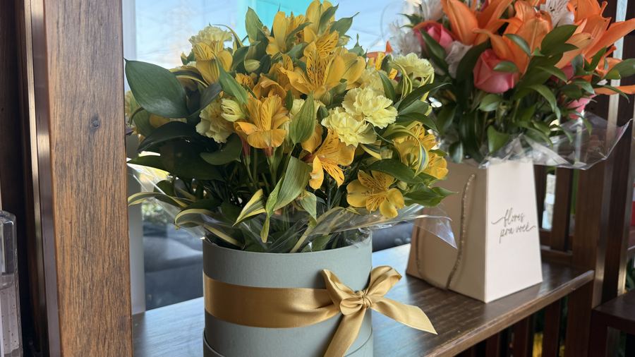 Flores e plantas